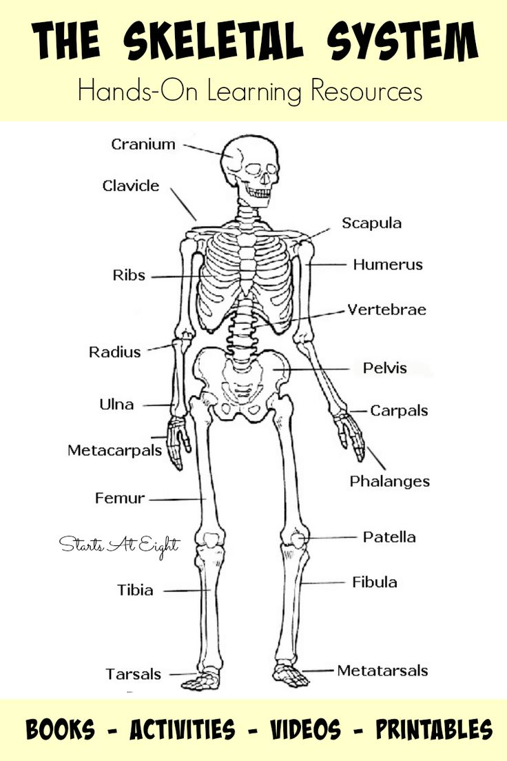 Skeleton Drawing For Kids At GetDrawings Free Download