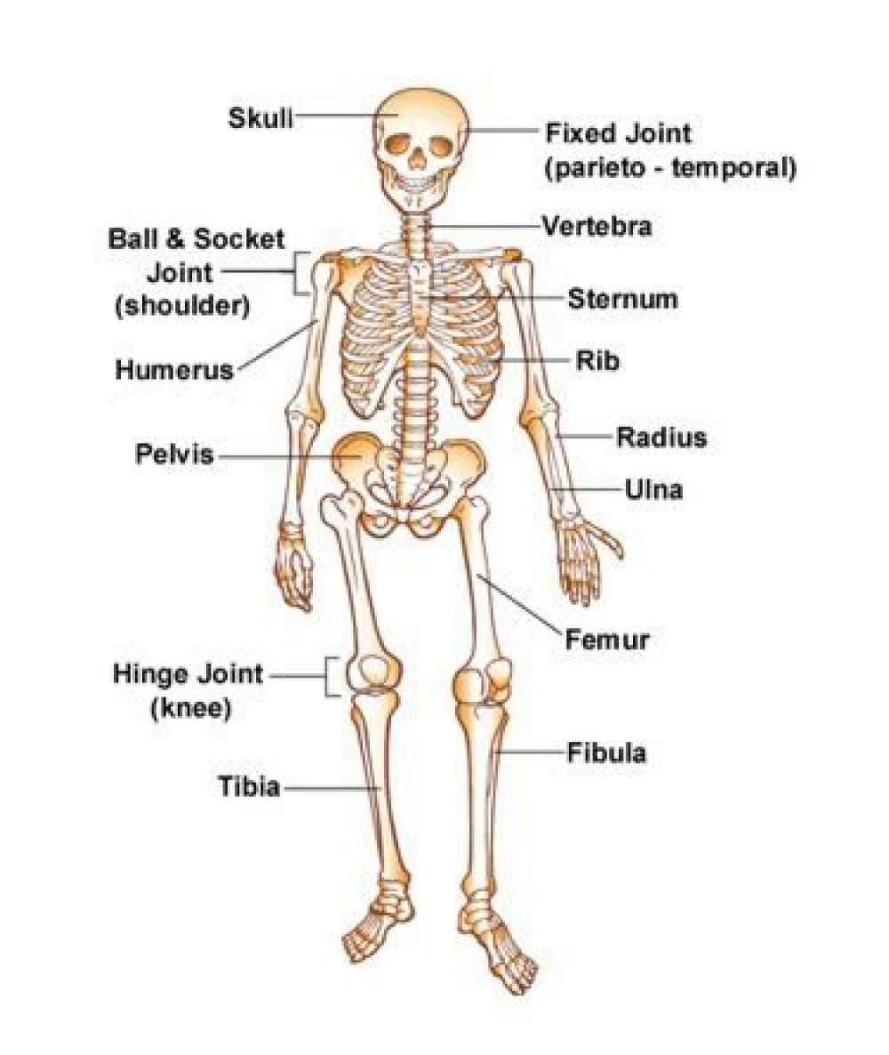 drawing of human skeleton and labelling