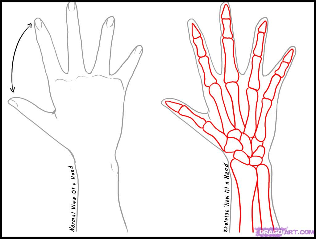 Skeleton Hand Drawing On Hand at GetDrawings | Free download