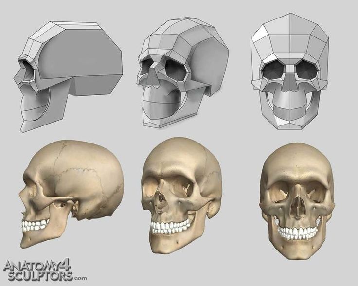 Skull Drawing Reference at GetDrawings Free download