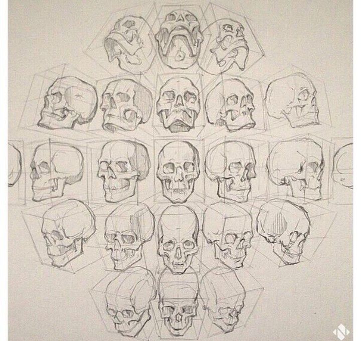Skull Drawing Reference At Getdrawings Free Download