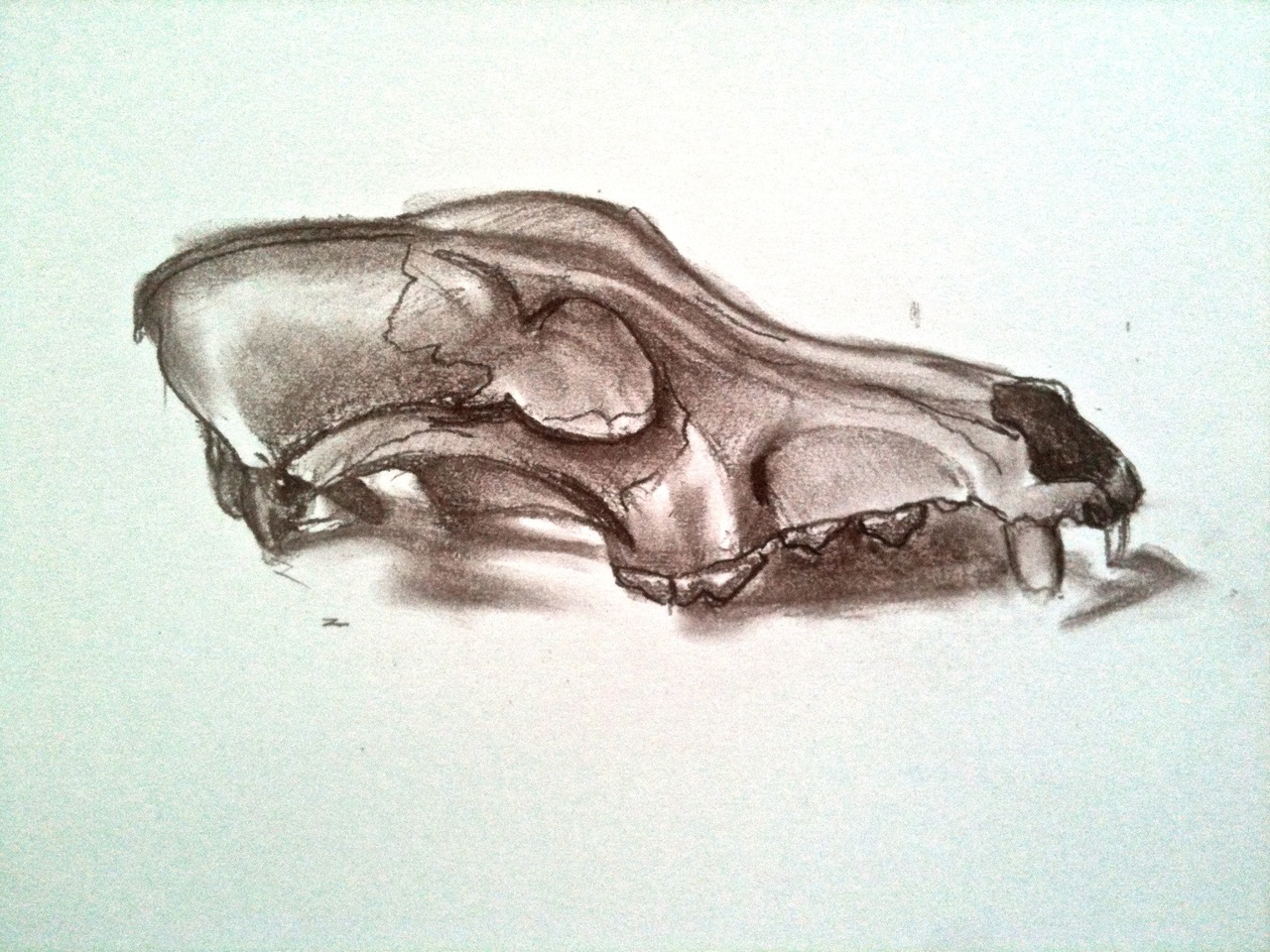 skull-side-view-drawing-at-getdrawings-free-download