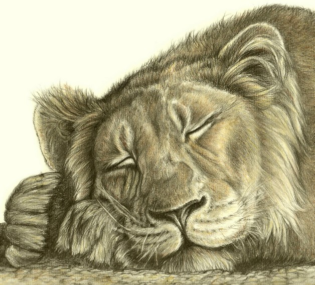 Sleeping Lion Drawing At Getdrawings Free Download