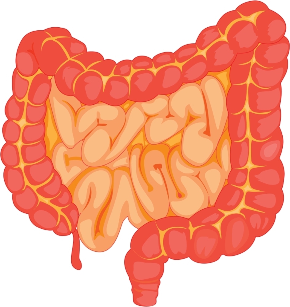 Small Intestine Drawing at GetDrawings Free download