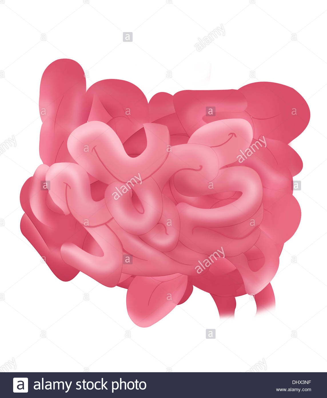 Small Intestine Drawing at GetDrawings | Free download