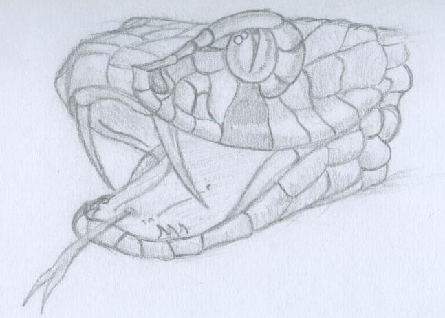 Snake Head Drawing at GetDrawings | Free download