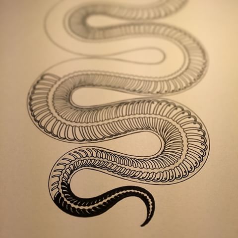 Snake Skeleton Drawing at GetDrawings | Free download