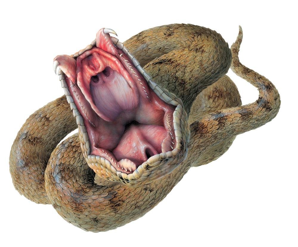 Snake With Mouth Open Drawing at GetDrawings | Free download