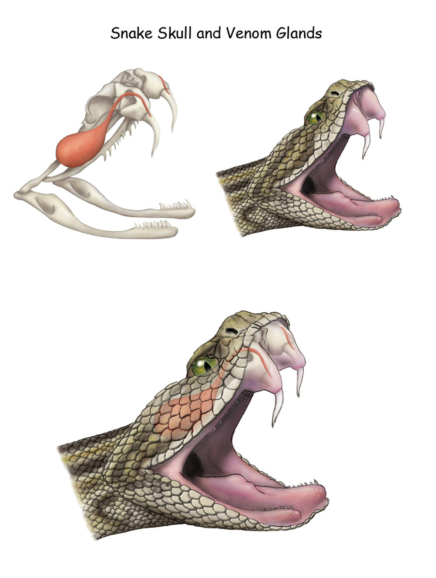 Snake With Mouth Open Drawing at GetDrawings Free download