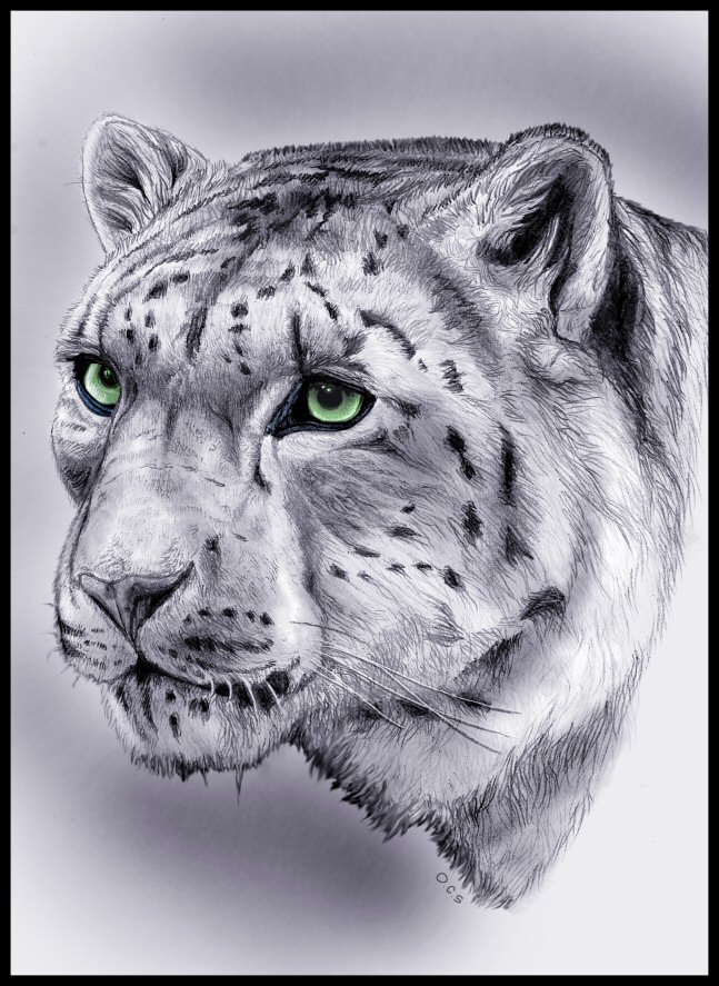 Snow Leopards Drawing at GetDrawings Free download
