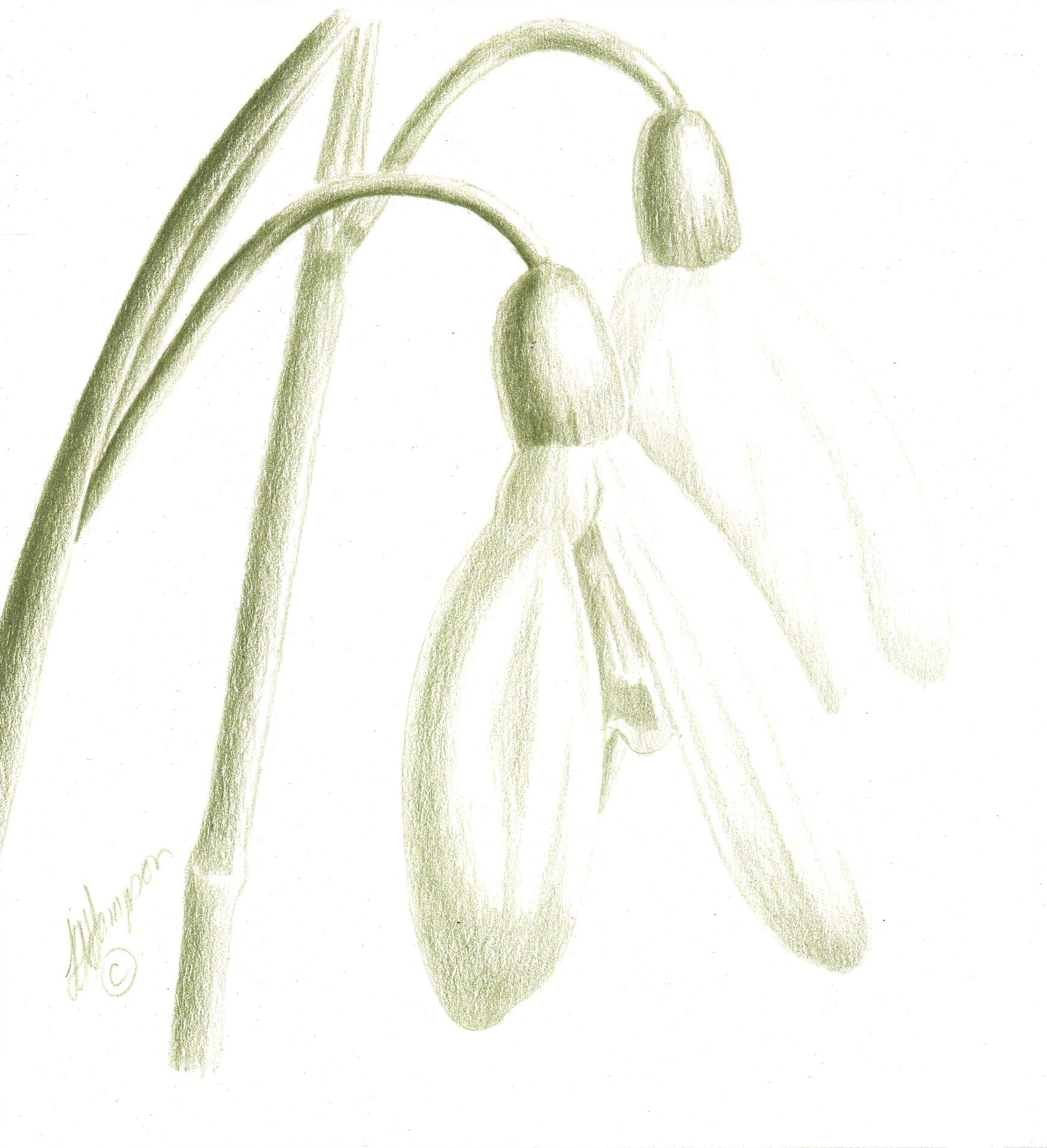 Snowdrop Drawing at GetDrawings Free download