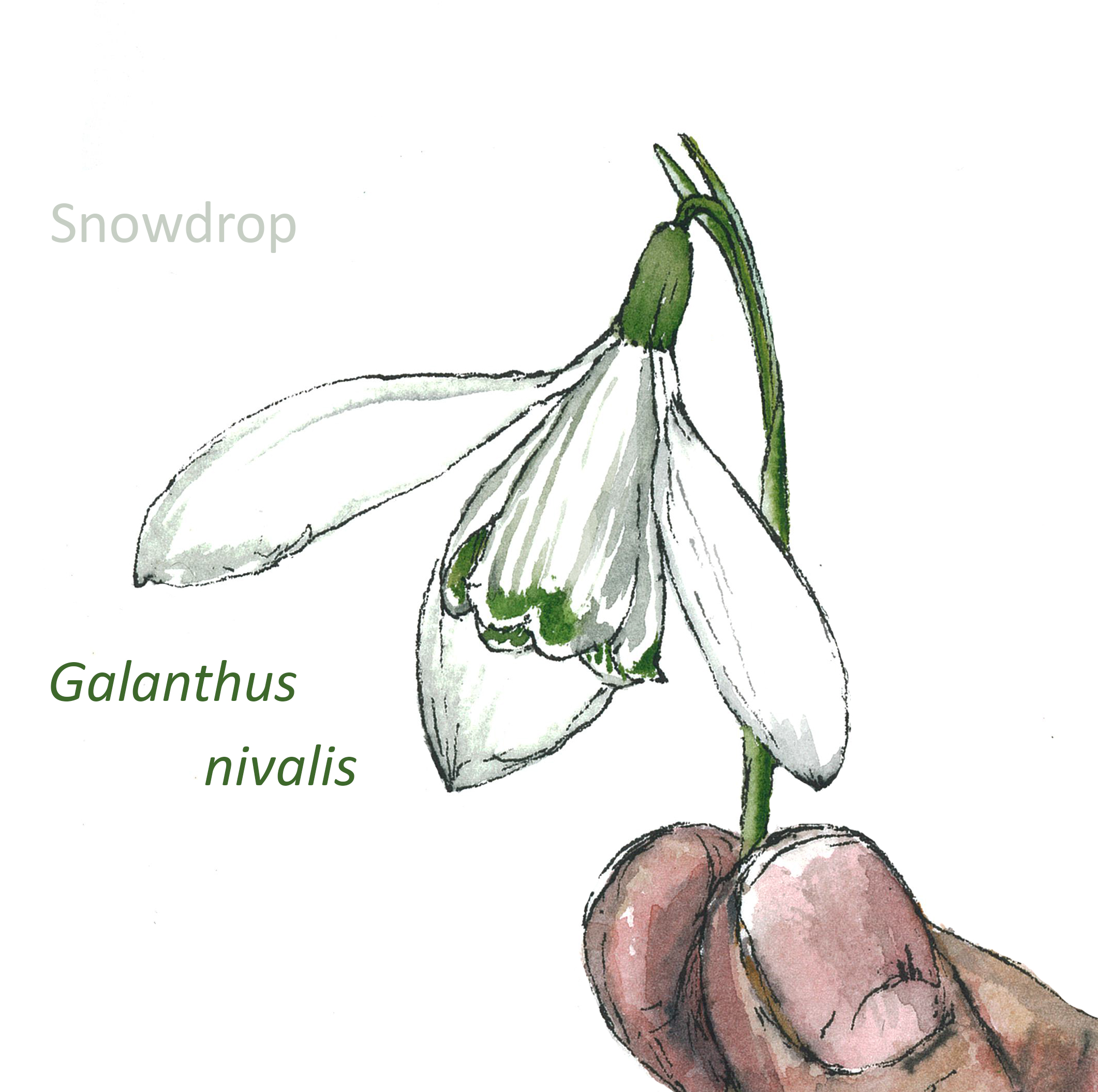 Snowdrop Flower Drawing at GetDrawings Free download