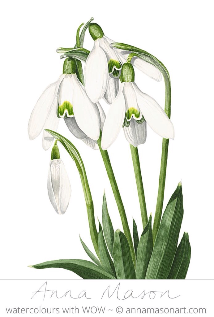 Snowdrop Flower Drawing / DRAWINGS FROM NATURE Snowdrop..edm 209 draw