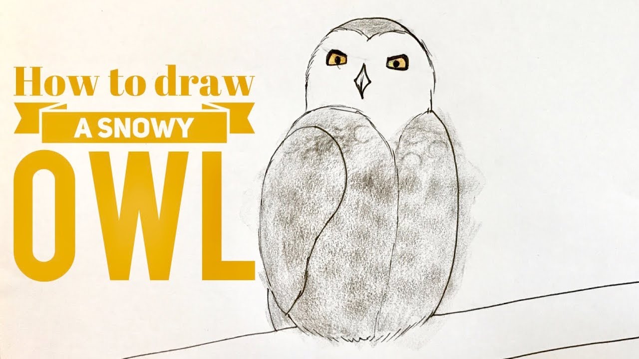 How To Draw Snowy Owl Realistic