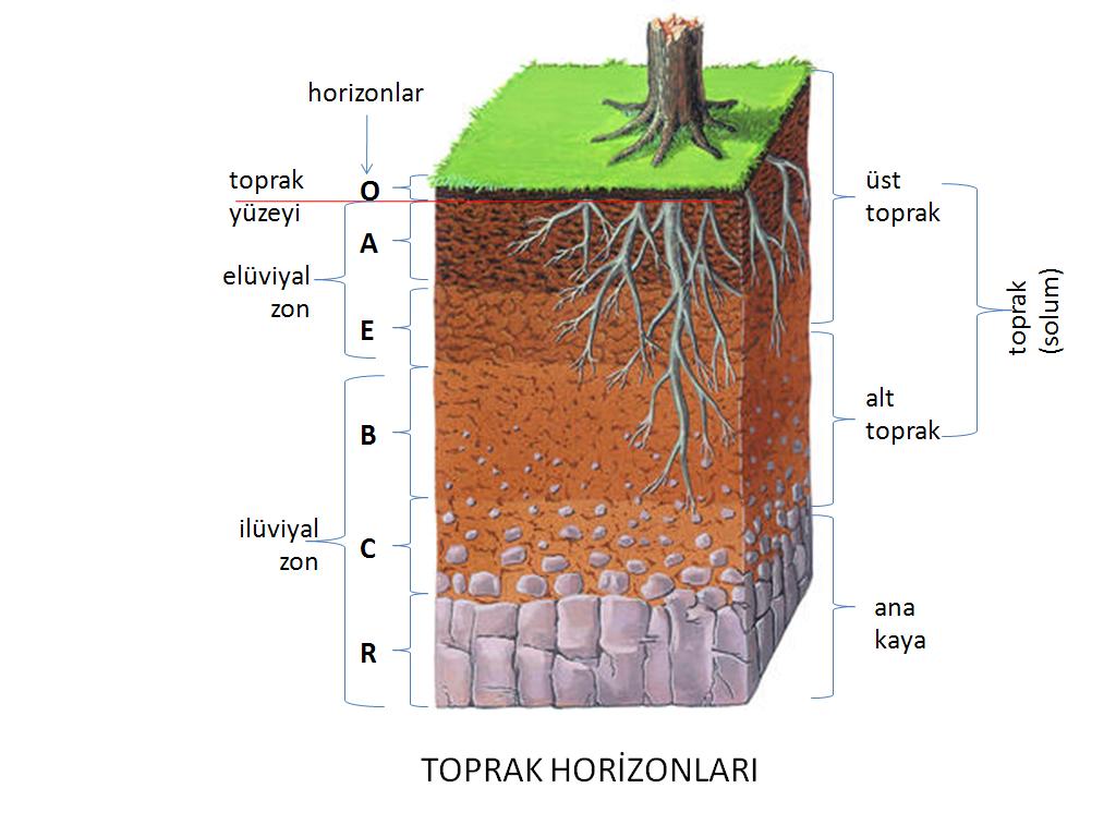 Amazing How To Draw A Soil Profile in the world Check it out now 