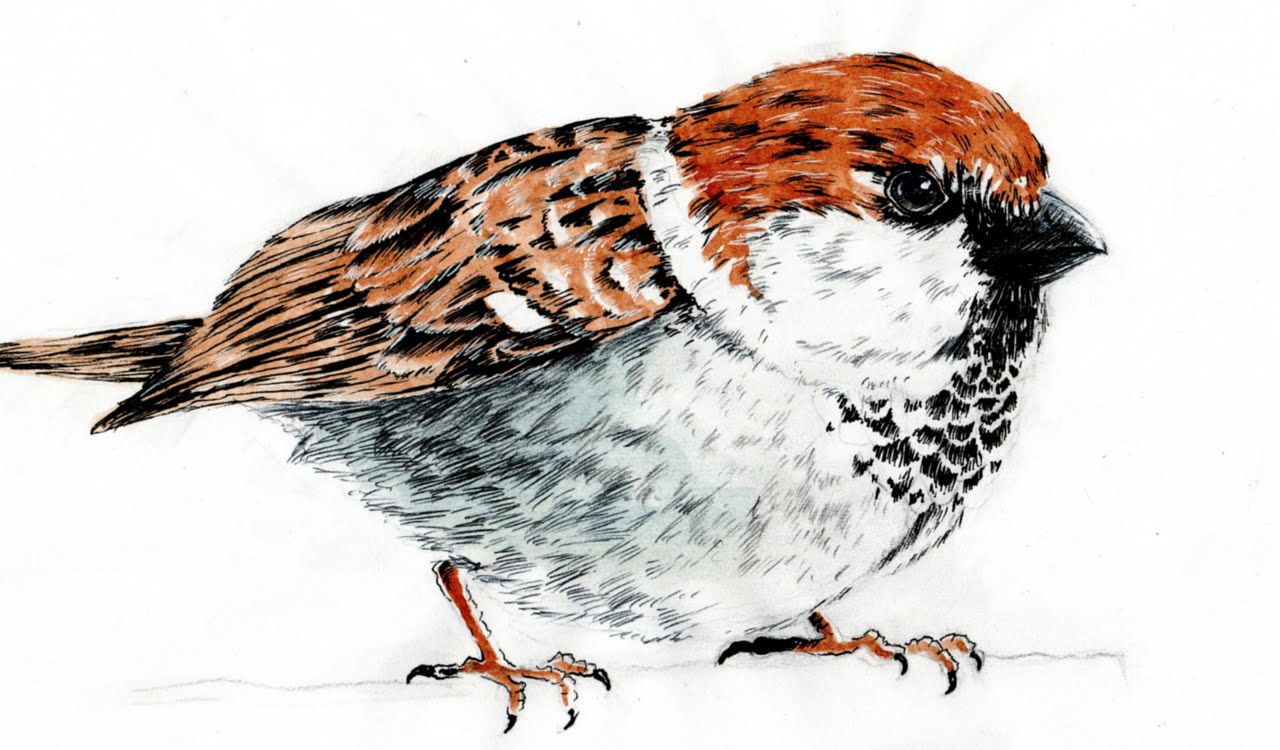 Creative Sparrow Sketch Drawing for Girl