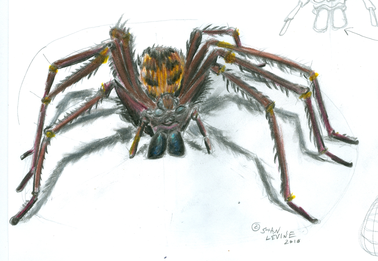 Spider Drawing at GetDrawings Free download