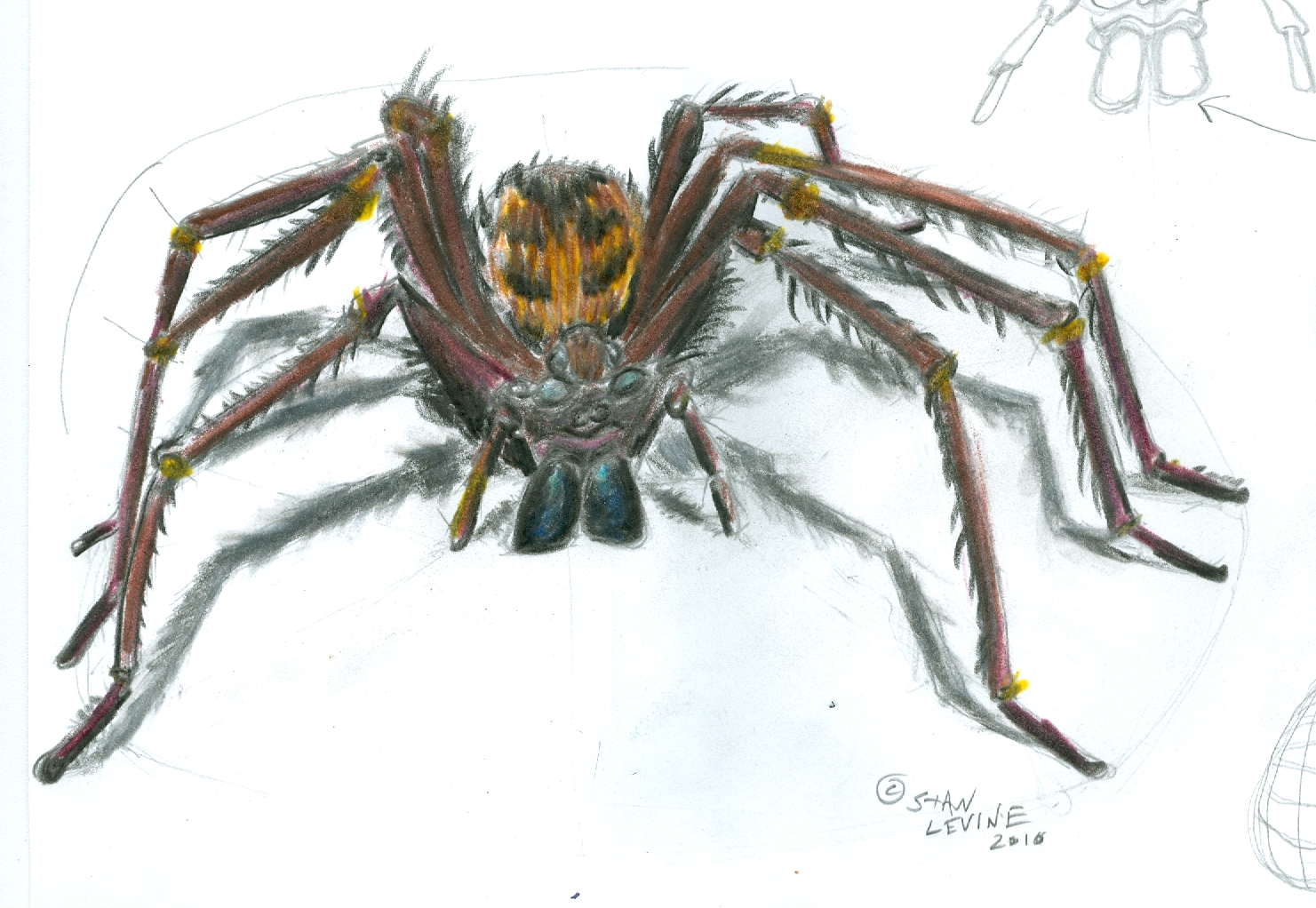 How To Draw A Realistic Spider Tutorial Design Talk