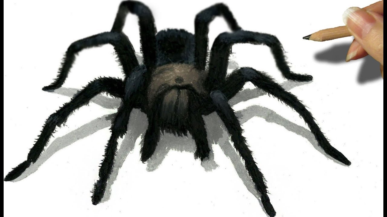 Great How To Draw Tarantula in the year 2023 Don t miss out 