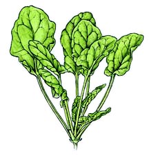 Spinach Drawing at GetDrawings | Free download