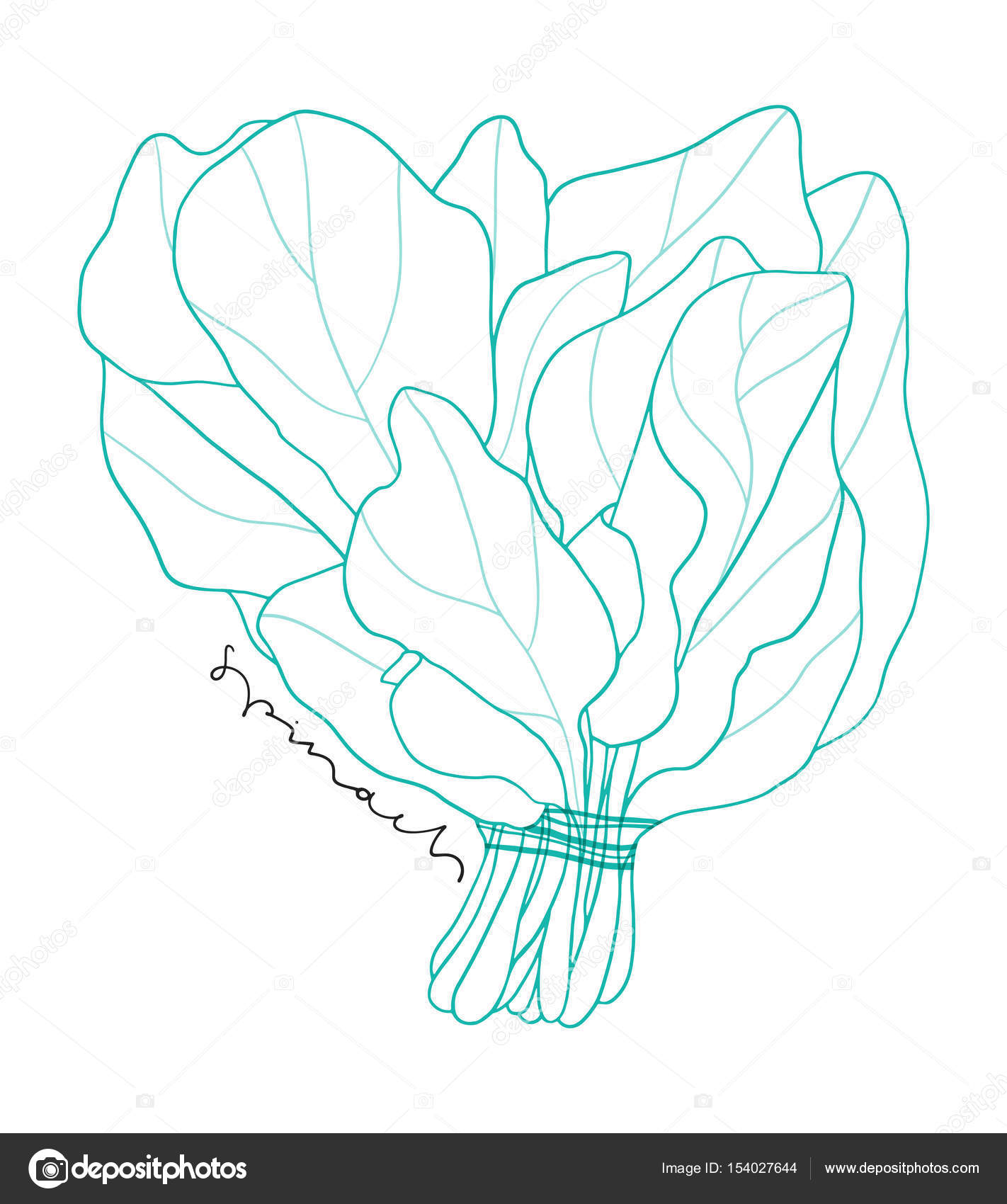 Spinach Drawing at GetDrawings | Free download