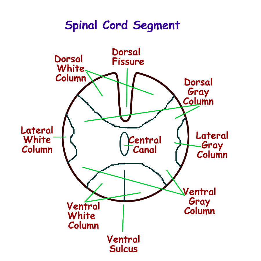 Spinal Cord Drawing at GetDrawings | Free download