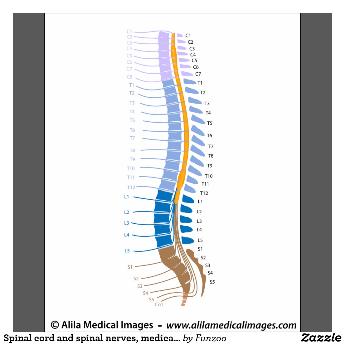 Spinal Cord Drawing at GetDrawings | Free download