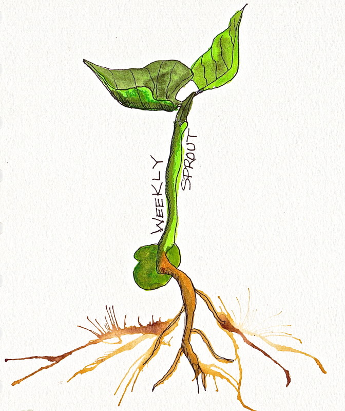 Sprout Drawing at GetDrawings Free download