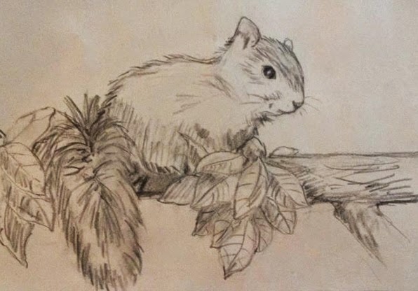 Squirrel In Tree Drawing At Getdrawings Free Download