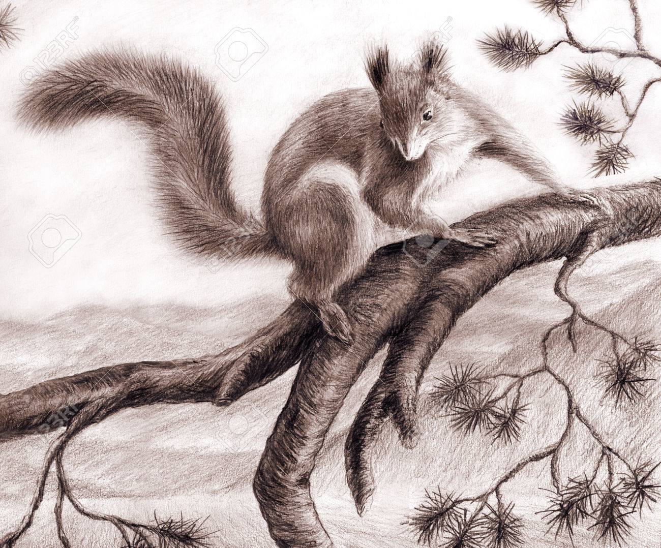 Best How To Draw A Squirrel In A Tree in the year 2023 The ultimate guide 