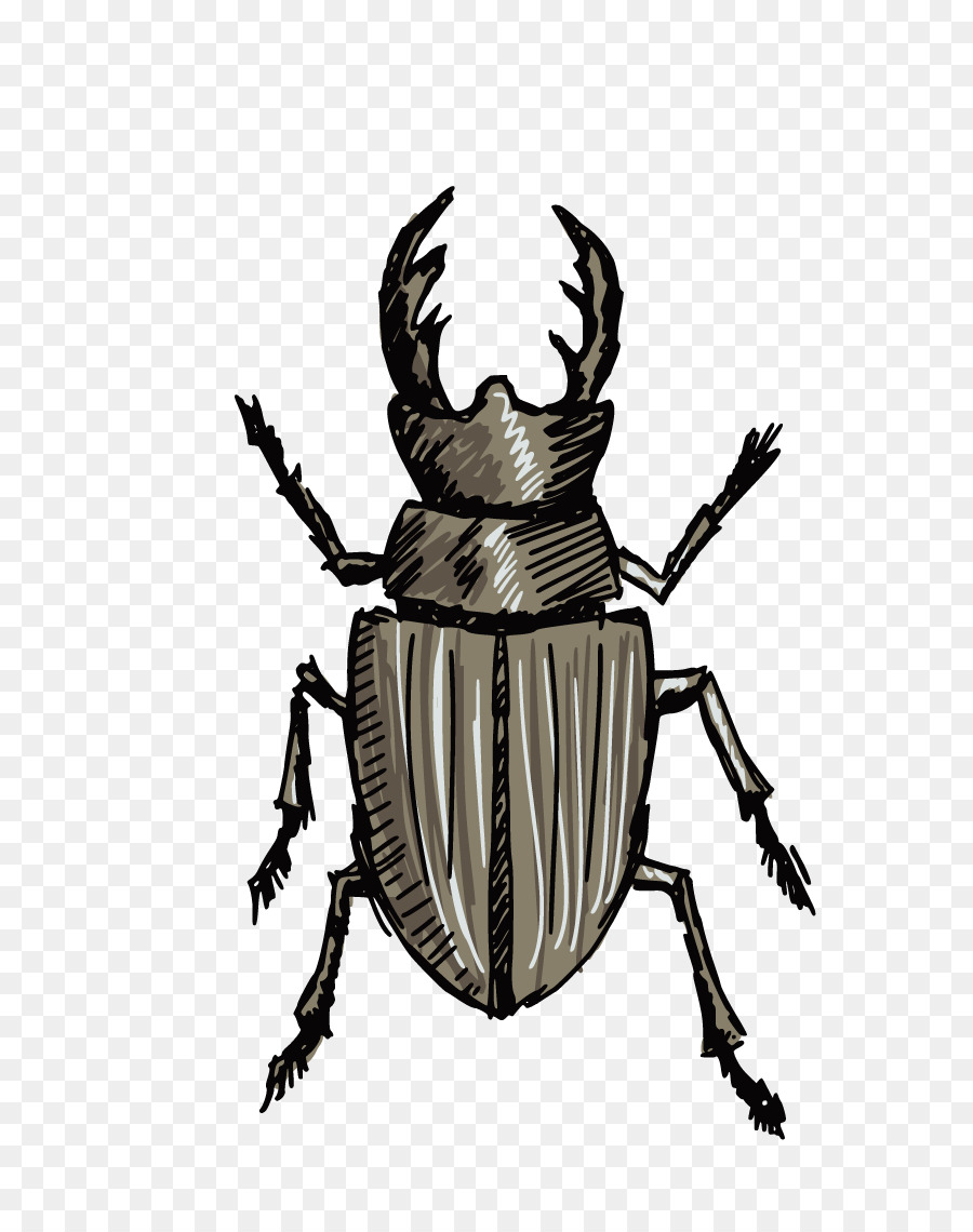 Stag Beetle Drawing At Getdrawings Free Download