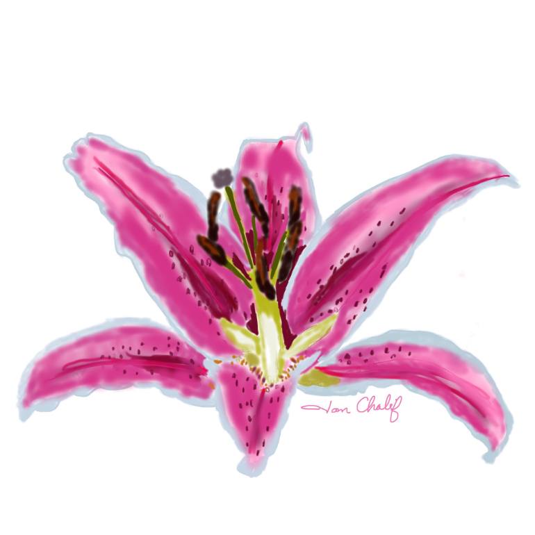 Stargazer Lilies Drawing at GetDrawings | Free download