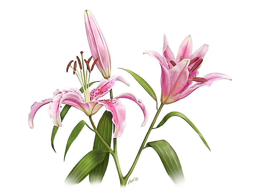 Stargazer Lilies Drawing at GetDrawings | Free download