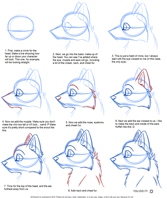 step by step wolf drawing