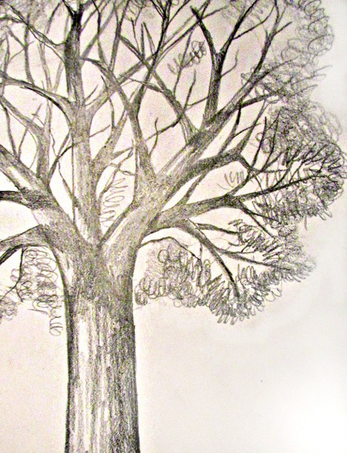 Stick Tree Drawing at GetDrawings Free download