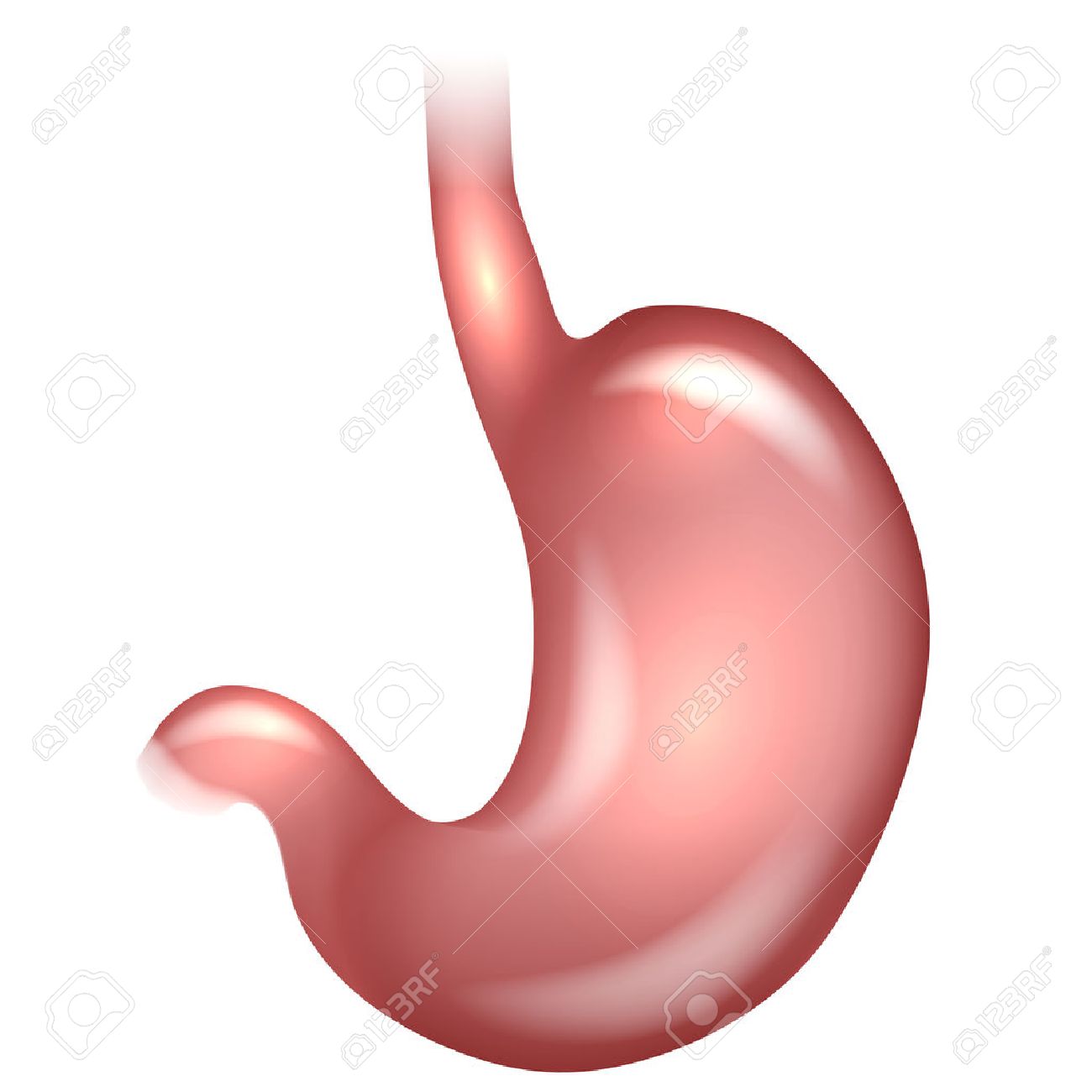 Stomach Drawing At GetDrawings | Free Download