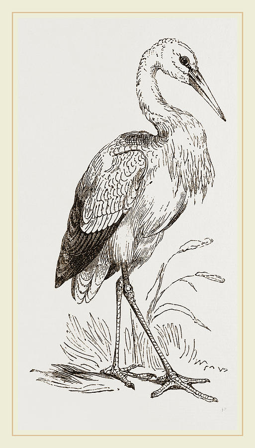 Stork Drawing at GetDrawings Free download