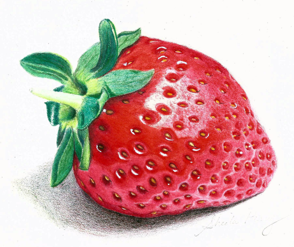 Strawberry Drawing Realistic Pencil At Donald Altman Blog Strawberry Drawing Realistic Pencil At Donald Altman Blog