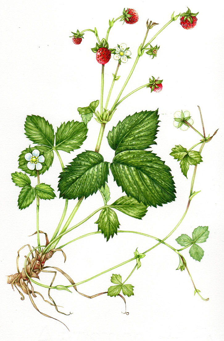 Strawberry Plant Drawing at GetDrawings Free download