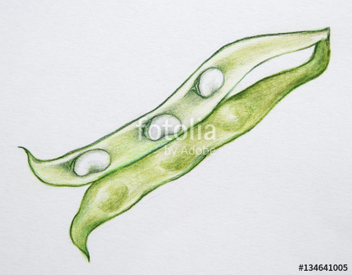 String Beans Drawing at GetDrawings | Free download