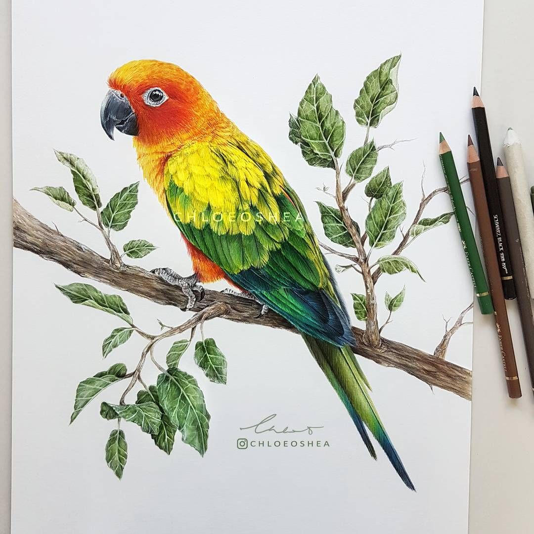 Sun Conure Drawing at GetDrawings Free download