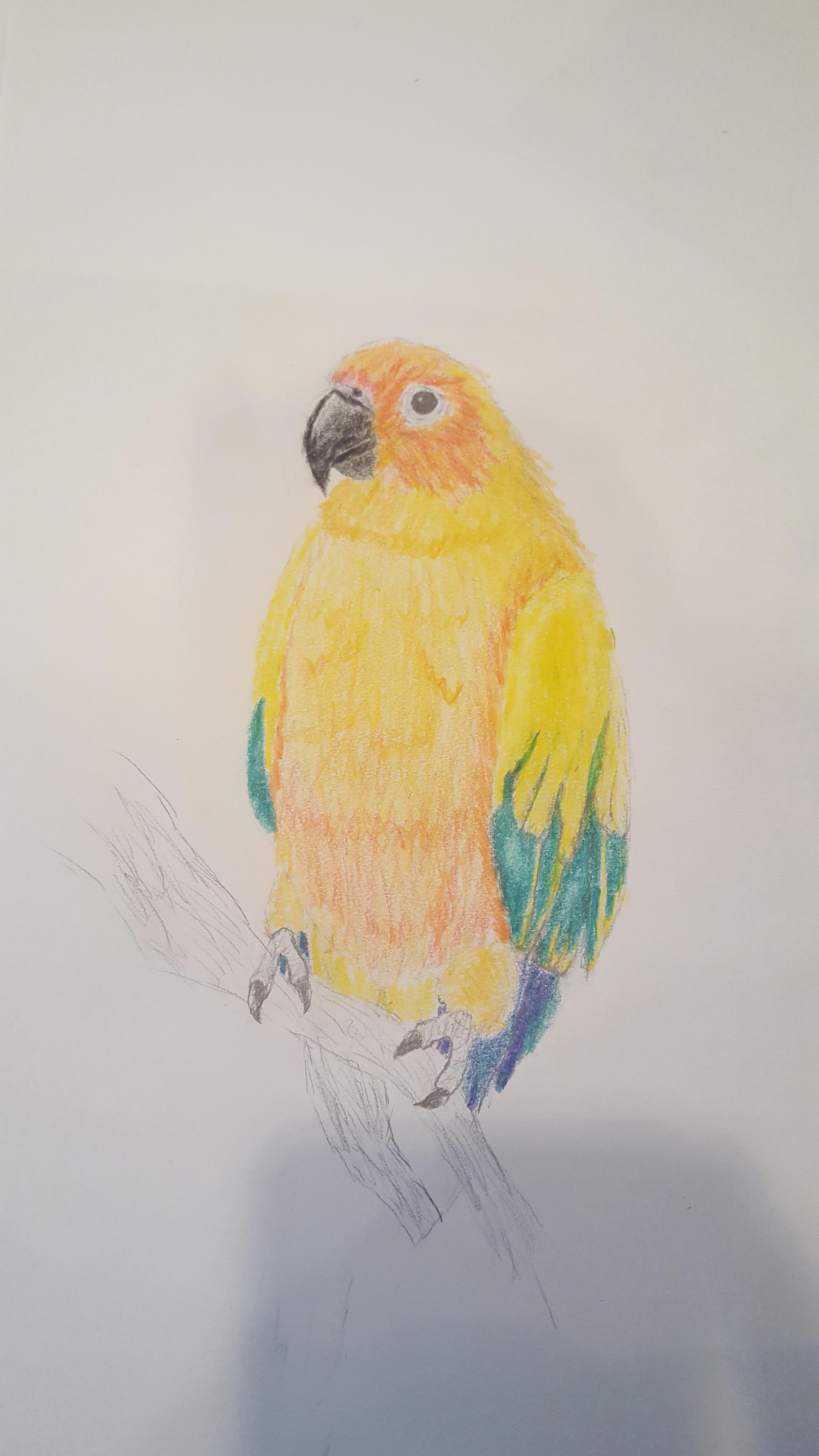 Creative Drawings Of A Jenday Conure Sketch Easy for Adult