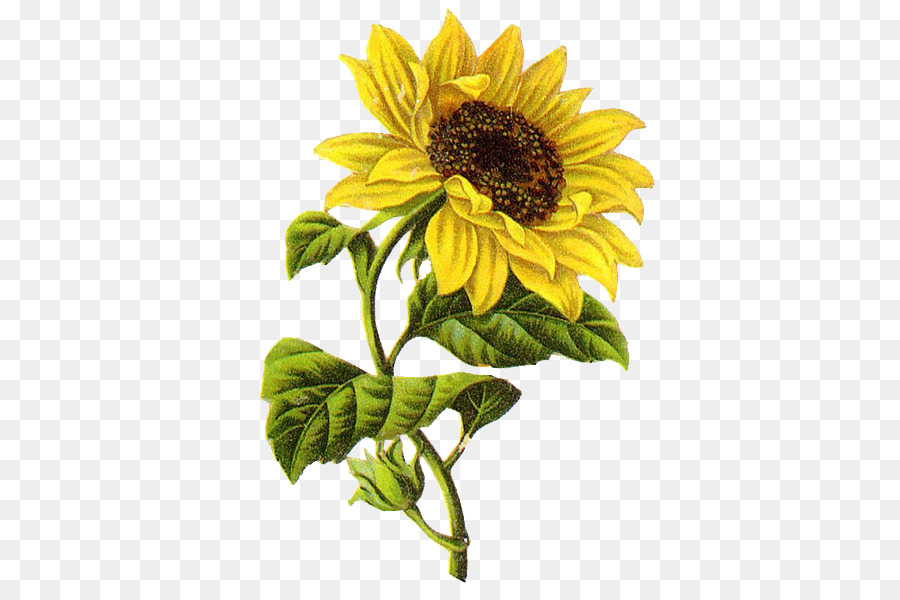 Sunflower Drawing at GetDrawings Free download