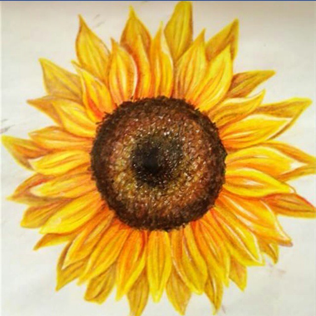 Sunflower Pencil Drawing at GetDrawings Free download