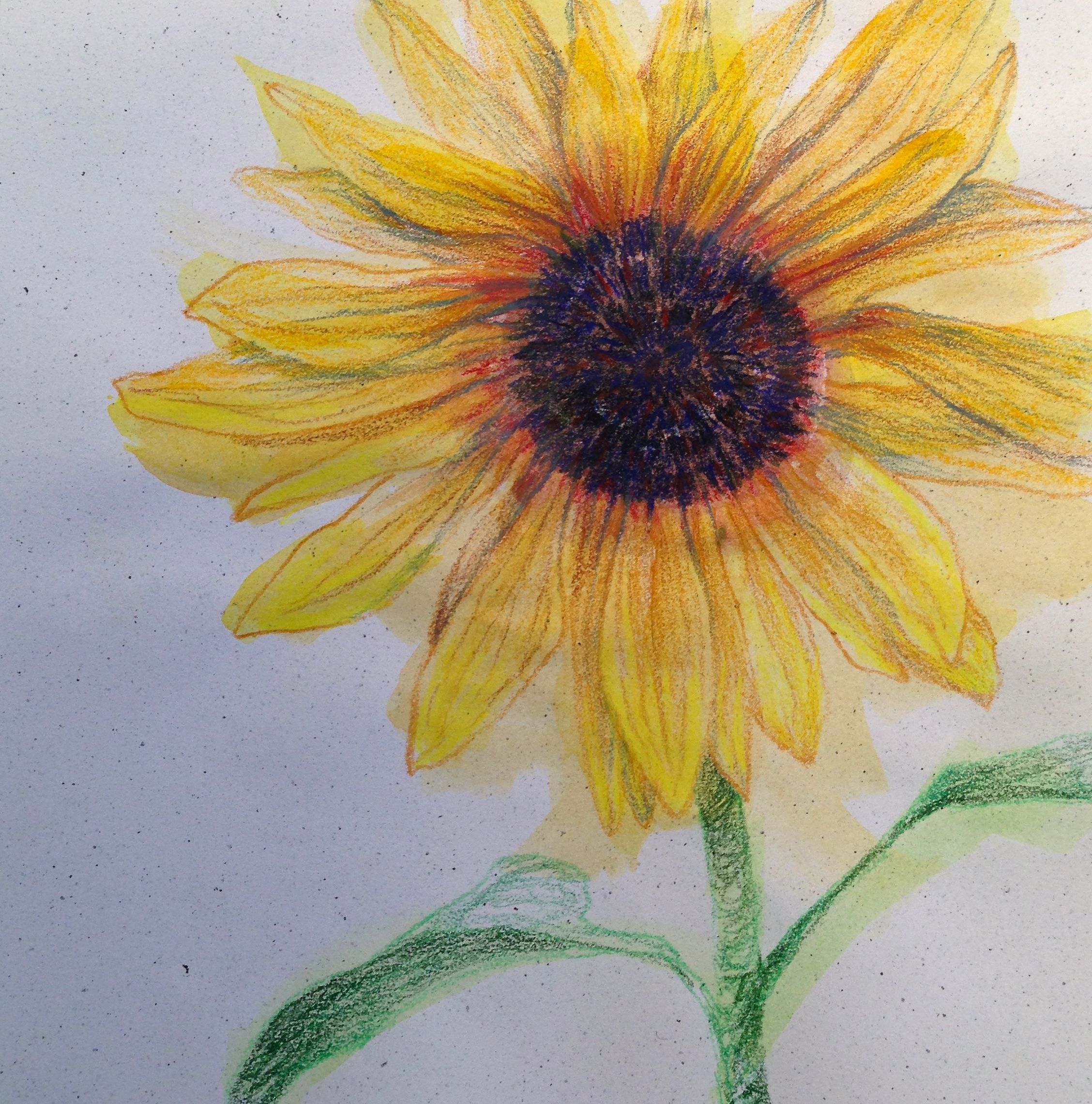 pencil-sketch-easy-sunflower-drawing-iwanna-fly