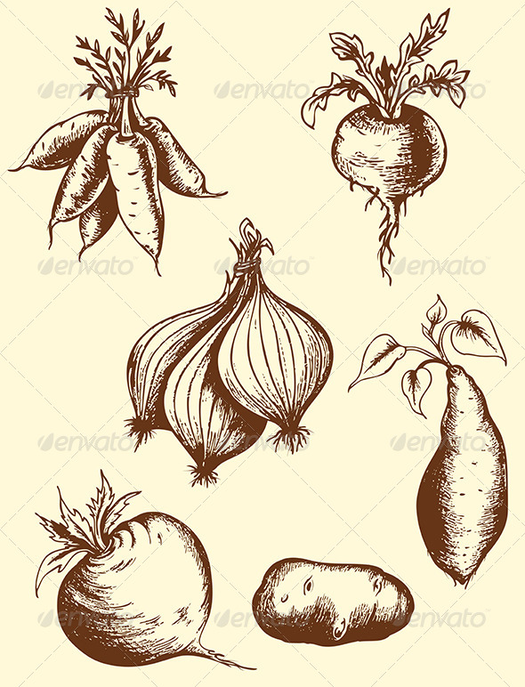 Sweet Potato Drawing at GetDrawings | Free download