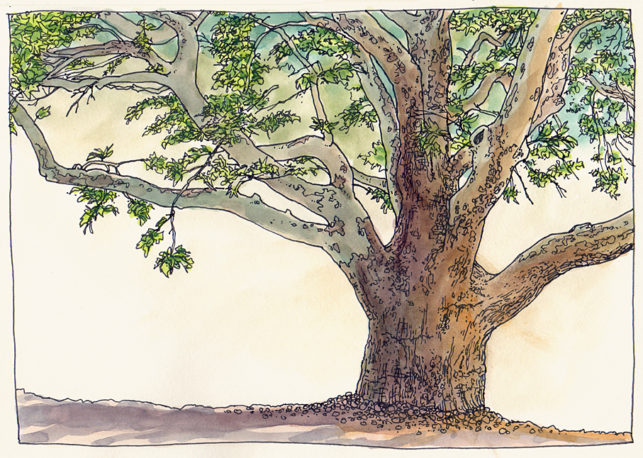 Sycamore Tree Drawing at GetDrawings Free download