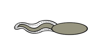 Tadpole Drawing at GetDrawings | Free download