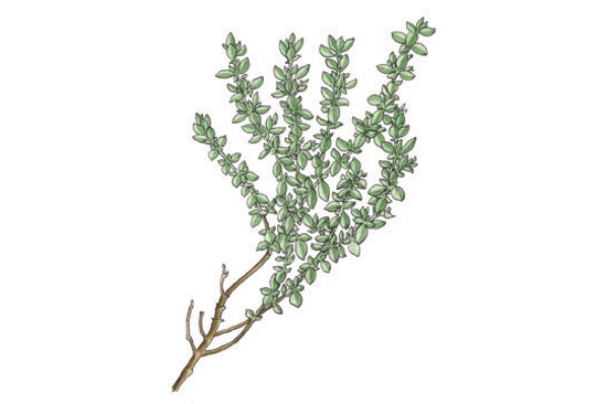 Thyme Drawing at GetDrawings | Free download