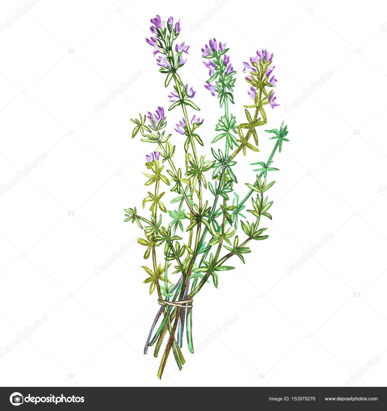 Thyme Drawing at GetDrawings Free download
